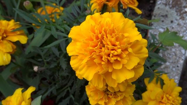Marigold flower,Tagetes erecta,Bársonyvirág,büdöske смотреть онлайн