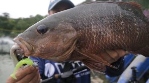 Pond Fishing with TriggerX Soft Plastics | D'Best Fishing Premium Pond