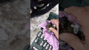 самоход мотособаки чуть не сломал палец