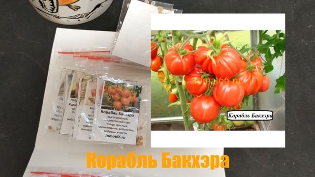 Охота за коллекционными сортами томатов 2023. (Коллекционеры) Часть 1