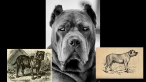 Кане корсо История породы Древний итальянский мастиф Кто такой кане корсо