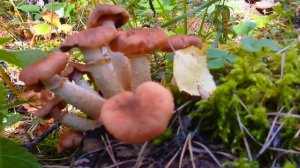 Южный Урал ! Грибы опята ! Собираем грибы опята !