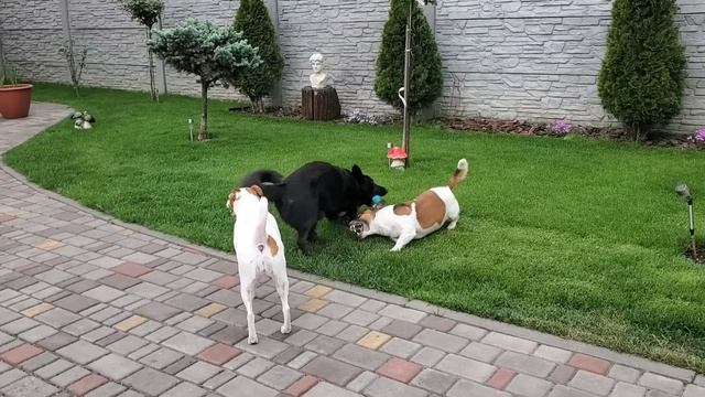 Отдых на газоне ! Вкусный пирог кростата смотреть онлайн