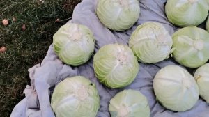 Урожай капусты 2023 убираю после заморозков. Лучшие сорта для квашения и хранения!