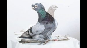 Идеальные Голуби / Узбекские голуби с Игрой ( Шавкат Шакиров ( Ташкент, Узбекистан )