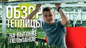 Выгонка тюльпанов на гидропонике. Обзор теплицы 23 февраля 2023 года