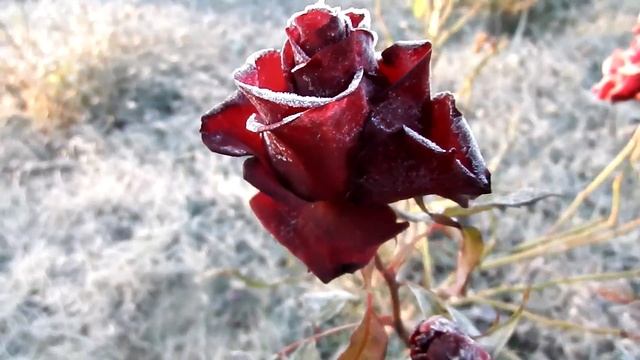 Первый осенний заморозок. Замерзшая роза./ First autumn frost. Frozen rose. смотреть онлайн