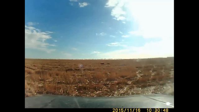 состязания борзых по зайцу-русаку в 2015 году смотреть онлайн