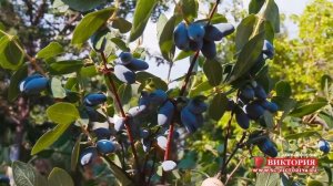 Жимолость "Виола" от садовой фирмы "Виктория"