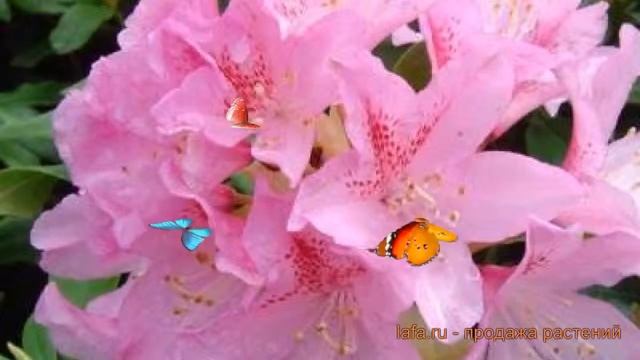 Рододендрон гибридный Чир (cheer) ? обзор: как сажать, саженцы рододендроны Чир смотреть онлайн