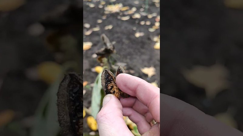 Хотел удовлетворить своё любопытство. Частично, не получилось?! Блог о цветах.