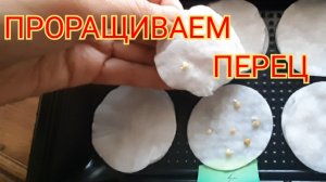 Замачивание и проращивание семян перца