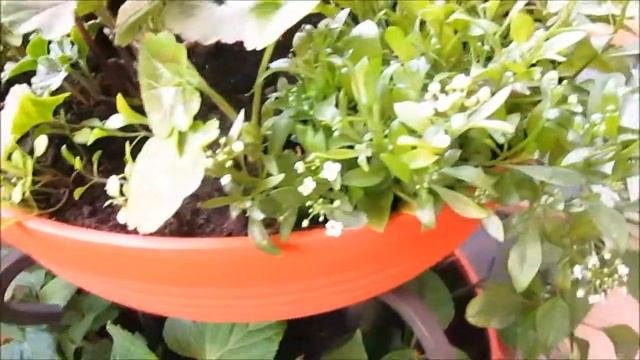 Цветы на балконе - июнь 1 часть