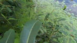 Обзор забродного костюма для рыбалки. Полукомбинезон и ботинки Norfin