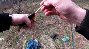 Золотая рыбка!!! КРАСНОПЁРКА!!!!  Рыбалка на поплавочную удочку