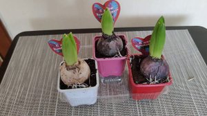 Что делать с геацинтами, которые на выгонке