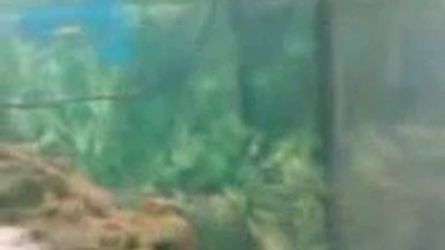 трионикс-черепаха смотреть онлайн