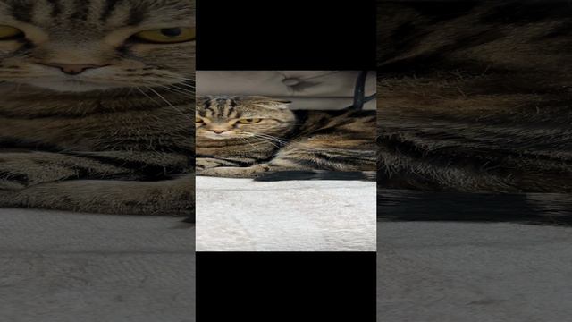 ЧЕССИ🐯ПРОВОЖАЕТ НА РАБОТУ🧩