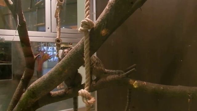 Маленькие обезьянки