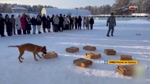 Нюх на преступников. Студентов Сургута познакомили со служебными собаками