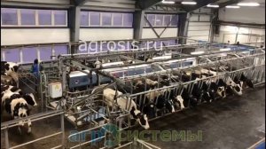Работа доильного зала «Параллель» в «Агрофирма Балтым»
