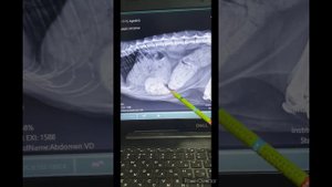 Капростаз у кота(завал кишечника). Доктор Василий и его команда спешат на помощь!!!