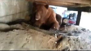 Как напугать медведя до усерачки