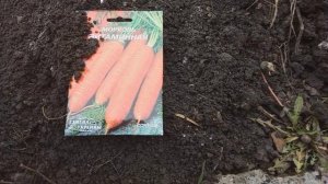 посев моркови под зиму