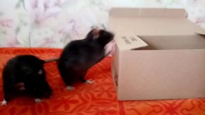 Чёрные сорванцы на прогулке. Шустрый Макс и задумчивый Селим/ Чёрные крысы