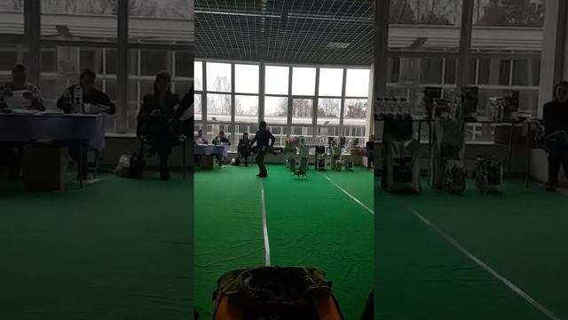 Выставка. Наша Брюлька в ринге чихуахуа г/ш смотреть онлайн