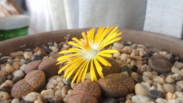 Lithops flower closing смотреть онлайн