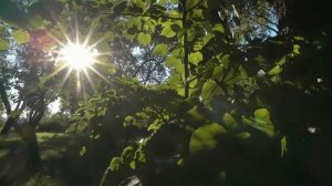 Парк отель «Актер Руза»