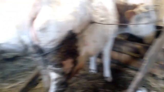 Лягается корова что делать как усмирить корову смотреть онлайн