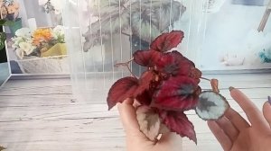 Реанимация бегоний