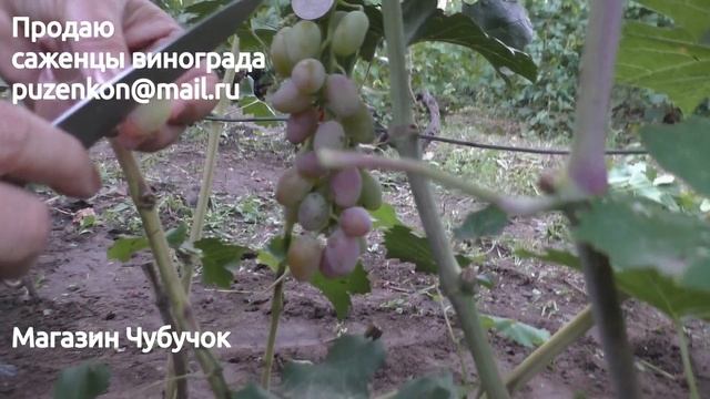 Восторг красный - виноград на участке Пузенко Натальи Лариасовны смотреть онлайн