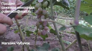 Восторг красный - виноград на участке Пузенко Натальи Лариасовны