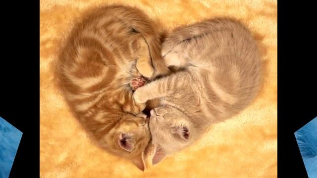 Про КОТЯТ Невероятно. Самые милые КОТЯТА .ч.1  #котята
