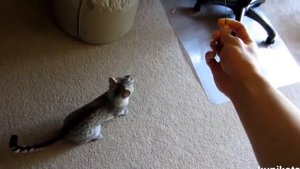 Египетская кошка мау - священное животное Древнего Египта