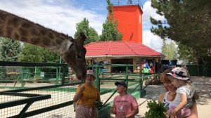 Жирафа обожают взрослые и дети! Тайган. Giraffe in Taigan in Crimea!