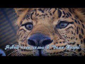 Оказались в одном вольере с незнакомым ЛЕОПАРДОМ !Новый член семьи в Доме Тигра !)