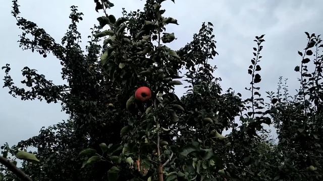 31 августа. ДЕНЬ ФЛОРА и ЛАВРА. Народные приметы.