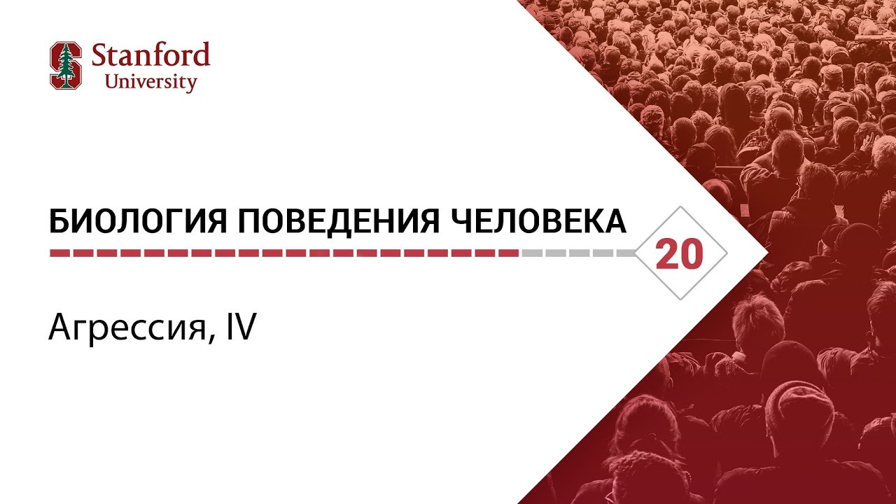 Биология поведения человека_ Лекция #20. Агрессия, IV [Роберт Сапольски, 2010. Стенфорд]