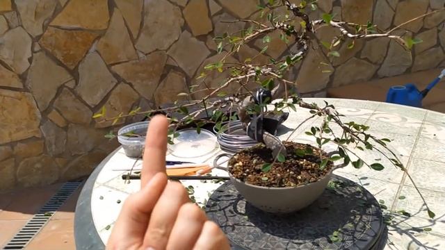 Как уменьшить размер листьев у бонсай и сделать больше новых побегов? смотреть онлайн