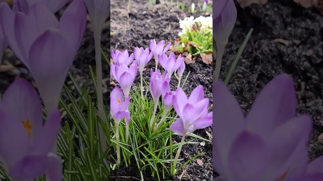 КРОКУСЫ (ШАФРАН) (Crocus, Sativus) (4)  #Shorts