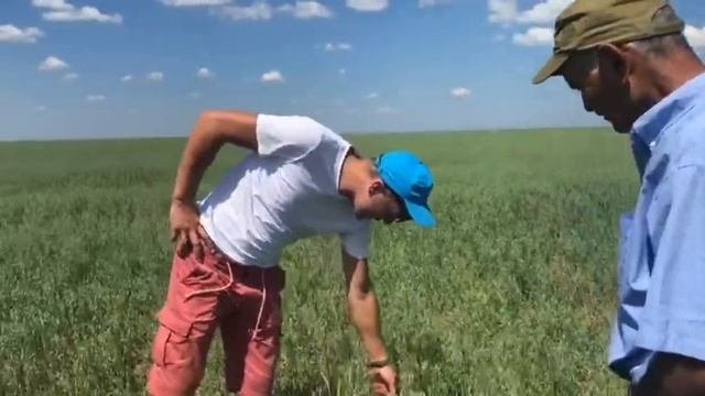 Борей Нео, Горох, Пшеница Ликамеро, Озимая пшеница,