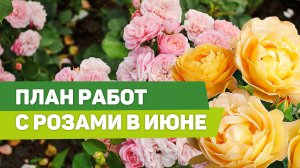 Важно в июне. Обработки, подкормки, восстановление растений