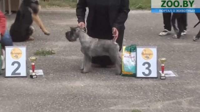 Лучший беби выставки смотреть онлайн