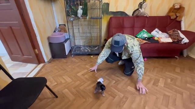 Влад защищает Степашку от Люси как БОЛЬШОЙ ГАМАДРИЛ))) смотреть онлайн