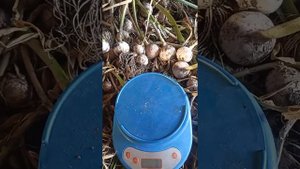 выращивание однозубки