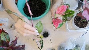 Аглаонема. Укоренение и посадка. 2024 год.